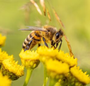Zdjęcie pszczoły siedzącej na żółtym kwiecie.