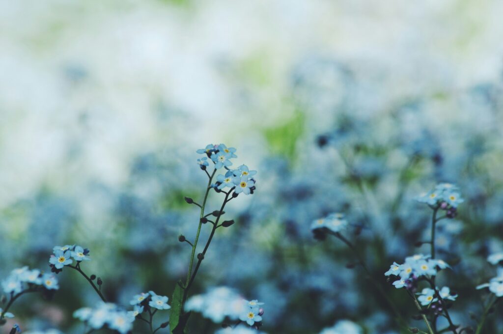 Zdjęcie przedstawia widok na niebieskie kwiaty niezapominajki z rozmytym tłem